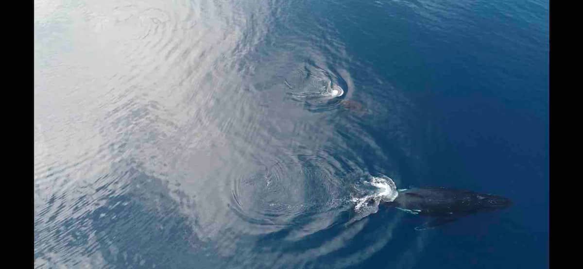 Baleines dans la baie vues du ciel